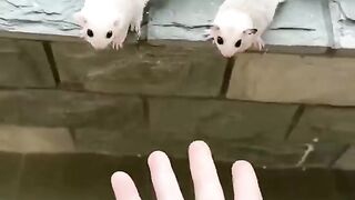 Binatang apa an tuuuu