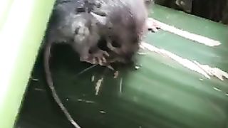 Rat ????