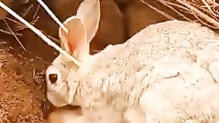 Rabits' Parinting