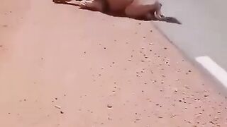 Camel give water ???? Masha allah