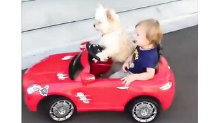 Dogs driving children's cars