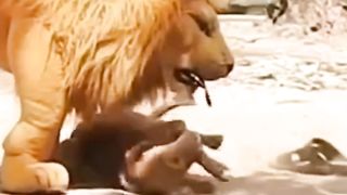 Diprank sama boneka singa