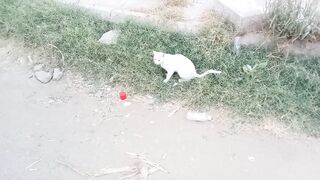 Funny Tabby Cats Video Febspot
