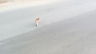 Its very cute and funny stray cat