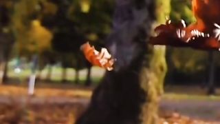 Fall beautiful