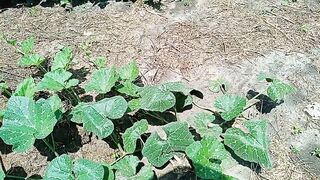 Ito na ngayon ang update sa kalabasa pagkatapos sa pruning.