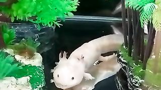 White Dragon