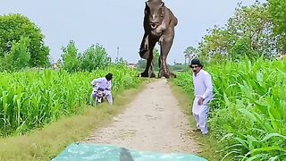 Magic video 13