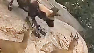 Animals 23