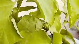 Eggplant Vegetable| بینگن|#eggplant#vegetables#beautiful#trending#nature#shortvedio#home#tasty