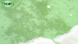 The world's Healthiest Food, The Food of the Future - Spirulina Farm, Cainta Rizal