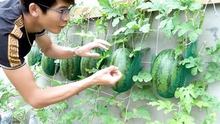 Growing Watermelon At Home 2