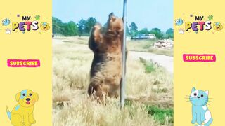 Try not to laugh funny pet video