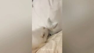 The funniest dog reactions