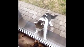 ???? LAUGH Non-Stop With These Funny Cats ???? - Funniest Cats Expression Video ???? - Funny Cats Life