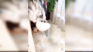 Funny dog cake reaction