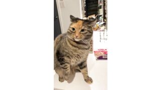 cat tik tok