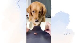 Dog funny video(tiktok)