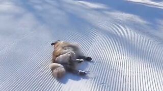 Funny Dogs