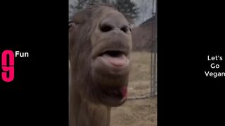 TRY NOT TO LAUGH ????????BEST FUNNY VIDEOS OF 2022