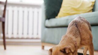 What Homemade Food Should I Feed My Puppy 9 important tips.mp4