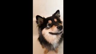 #funny dogs