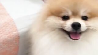 Funny dog ????????