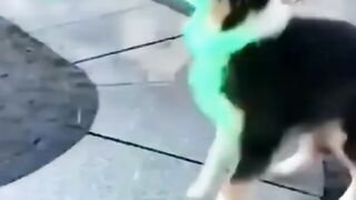 Funny videos Wee Meme TikTok Compilation (Try not to laugh) ❄️WEE❄️ Funny TikTok
