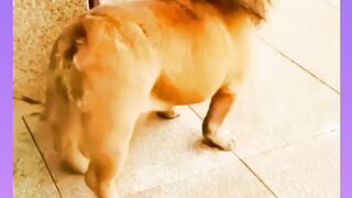 Funny video