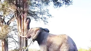 Elephant and a Tree -  By Unknown