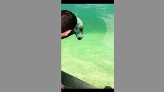 Cute animal (TikTok)