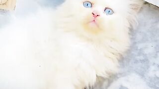 Cute cat