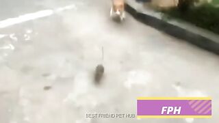 #Short From Vlog 22????Funny Animal Videos 2022????Funniest Cats And Dogs Videos ????????.mp4