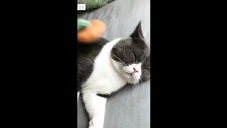Funny Cats and someone was trying to flash me her beans