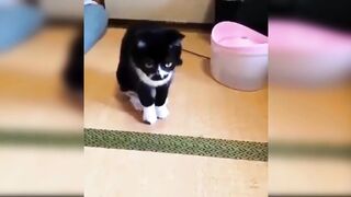 funny Cats Compilation