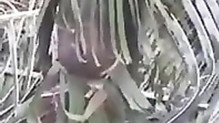 Spider man reval