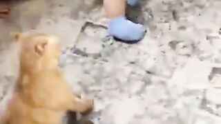 Try Not To Laugh