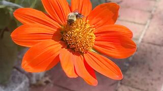 beautiful flower