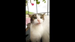 Funny cats - cats cute