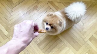 FUNNY DOGS