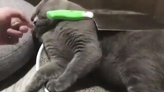 Threat-fearing cat