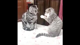 Cute Cat Fight