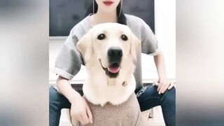 Cute and funny compilation-dogs