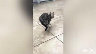 Fun with cats and dogs Funny Animals Video - Best Cats???? and Dogs???? Videos of the