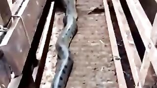 Snake attempts to eat cow