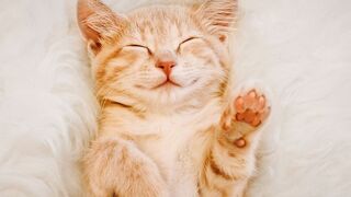 Funny cat tiktok video