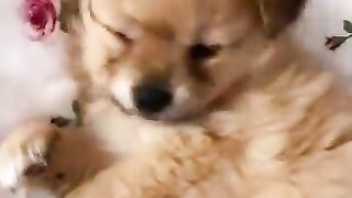Funny doggos compilation tiktok