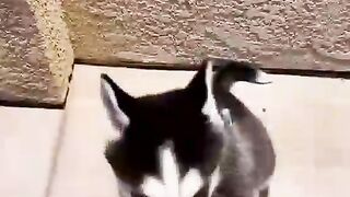 Dog puppies