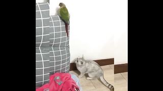 Tiktok comedy compilation