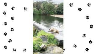 FUNNY ANIMAL